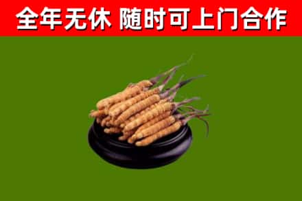 丰泽回收散虫草